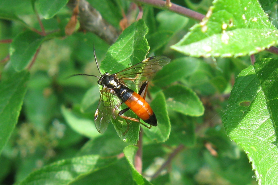 Tenthredinidae ... ma quale?